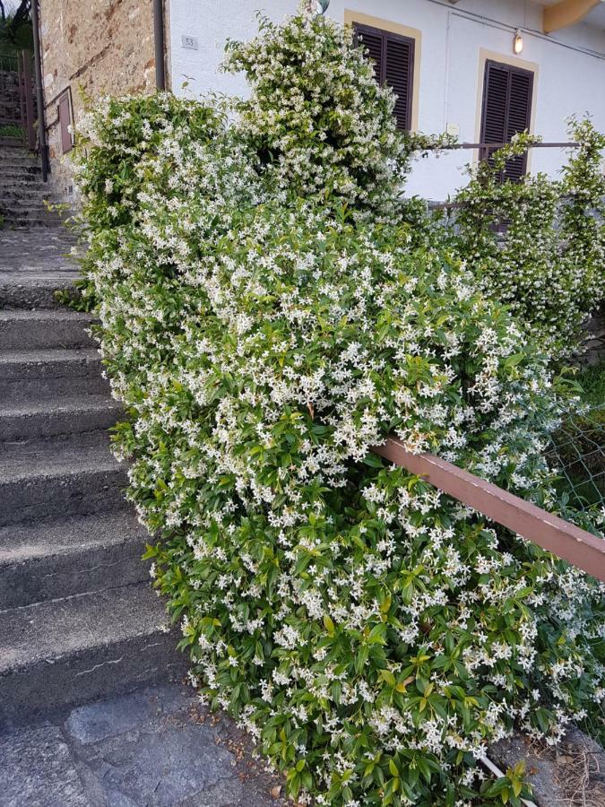 La Palma Villa Miazzina ภายนอก รูปภาพ